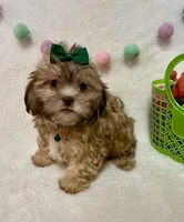 Addie, a female Havanese and Shih Tzu for sale in Norfolk, NE – Photo 1 of 7