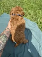 Mac, a male Cavapoo for sale in Norfolk, NE – 6 of 8