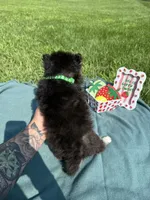 West, a male Pomsky for sale in Norfolk, NE – 6 of 10