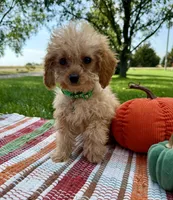 Mason, a male Cavapoo for sale in Norfolk, NE – Photo 4 of 4