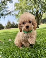 Mason, a male Cavapoo for sale in Norfolk, NE – Photo 1 of 4