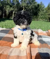 Cam, a male Maltipoo and Shih Tzu for sale in Norfolk, NE – 5 of 7
