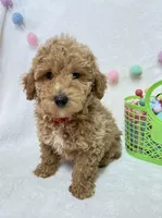 Echo , a male Poodle - Toy  for sale in Norfolk, NE – Photo 6 of 8