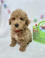 Echo , a male Poodle - Toy  for sale in Norfolk, NE – Photo 1 of 8