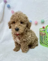 Echo , a male Poodle - Toy  for sale in Norfolk, NE – Photo 4 of 8