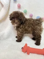 Teddy , a male Poodle - Toy  for sale in Norfolk, NE – Photo 9 of 9