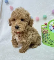 Echo , a male Poodle - Toy  for sale in Norfolk, NE – Photo 3 of 8