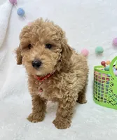 Echo , a male Poodle - Toy  for sale in Norfolk, NE – Photo 7 of 8