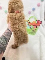 Echo , a male Poodle - Toy  for sale in Norfolk, NE – Photo 8 of 8