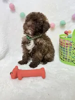 Teddy , a male Poodle - Toy  for sale in Norfolk, NE – Photo 7 of 9