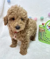 Echo , a male Poodle - Toy  for sale in Norfolk, NE – Photo 2 of 8