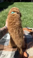 Millie, a female Miniature Goldendoodle for sale in Norfolk, NE – 6 of 7