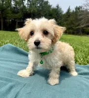 Draake, a male Maltipoo for sale in Norfolk, NE – 5 of 7