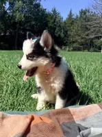 Ruby , a female Pomsky for sale in Norfolk, NE – 7 of 8