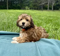 Drew, a male Havanese for sale in Norfolk, NE – 3 of 6