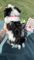Jasmine , a female Maltese and Havamalt for sale in Norfolk, NE – 5 of 5