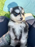 West, a male Pomsky for sale in Norfolk, NE – 9 of 10