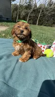 Molly , a female Havanese for sale in Norfolk, NE – 6 of 6