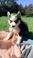 Dolly, a female Pomsky for sale in Norfolk, NE – 4 of 8