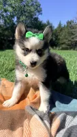 Dolly, a female Pomsky for sale in Norfolk, NE – 6 of 8