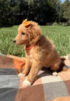 Penny , a female Miniature Goldendoodle for sale in Norfolk, NE – 4 of 7