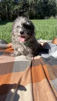 Duke, a male Havapoo for sale in Norfolk, NE – 5 of 7