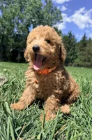 Harrison , a male Poodle - Toy  for sale in Norfolk, NE – 3 of 3