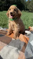 Elsa, a female Miniature Goldendoodle for sale in Norfolk, NE – 5 of 6
