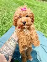 Savvy, a female Havapoo for sale in Norfolk, NE – 4 of 5