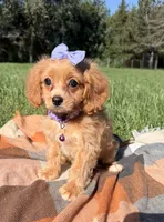 Lottie, a female Cavapoo for sale in Norfolk, NE – 5 of 10