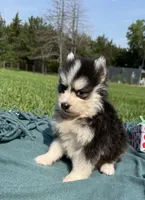 Cam, a male Pomsky for sale in Norfolk, NE – 6 of 9