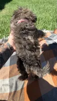 Princess , a female Havapoo for sale in Norfolk, NE – 6 of 6