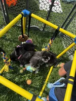 Cam, a male Pomsky for sale in Norfolk, NE – 7 of 9