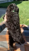 Drew, a male Havapoo for sale in Norfolk, NE – 8 of 9