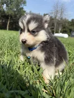 Blue, a male Pomsky for sale in Norfolk, NE – 6 of 10