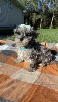 Mia, a female Maltipoo and Shih Tzu for sale in Norfolk, NE – 2 of 9