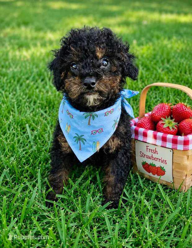 Harrison  – Poodle - Toy  puppy for sale in Norfolk, NE