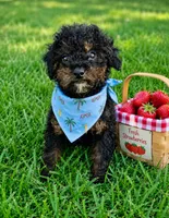 Harrison , a male Poodle - Toy  for sale in Norfolk, NE – 1 of 4