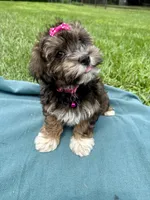 Addie , a female Havanese for sale in Norfolk, NE – 7 of 9
