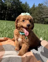 Millie, a female Miniature Goldendoodle for sale in Norfolk, NE – 2 of 7