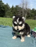 West, a male Pomsky for sale in Norfolk, NE – 5 of 10