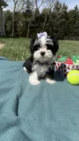 Jazz, a female Maltese and Havamalt for sale in Norfolk, NE – 5 of 8