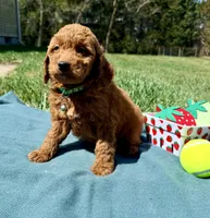 Light Green , a male Miniature Goldendoodle for sale in Norfolk, NE – Photo 3 of 5