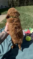 Light Green , a male Miniature Goldendoodle for sale in Norfolk, NE – Photo 5 of 5