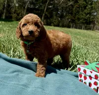Light Green , a male Miniature Goldendoodle for sale in Norfolk, NE – Photo 1 of 5