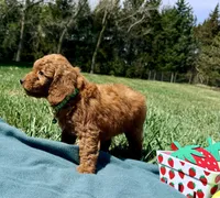 Light Green , a male Miniature Goldendoodle for sale in Norfolk, NE – Photo 2 of 5