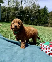 Light Green , a male Miniature Goldendoodle for sale in Norfolk, NE – Photo 4 of 5