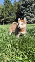 Cookie, a female Pomsky for sale in Norfolk, NE – 5 of 10