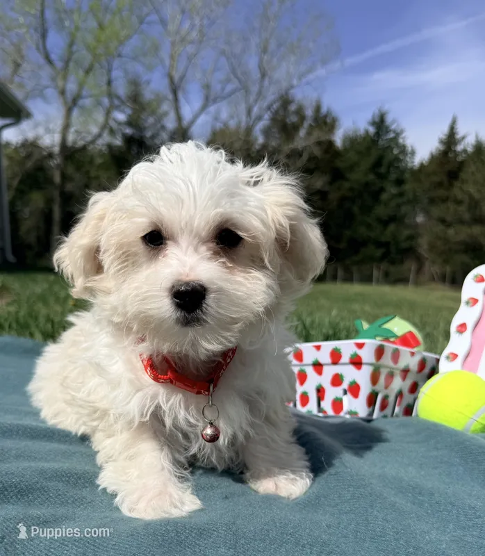 Bentley  – Maltese, Havamalt puppy for sale in Norfolk, NE