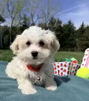 Bentley , a male Maltese and Havamalt for sale in Norfolk, NE – 1 of 5